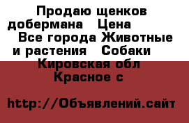 Продаю щенков добермана › Цена ­ 45 000 - Все города Животные и растения » Собаки   . Кировская обл.,Красное с.